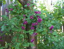 Purpurea Plena Elegance