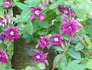 Purpurea Plena Elegance