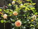 Crown Princess Margareta