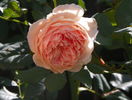 Crown Princess Margareta