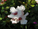 Dainty Bess