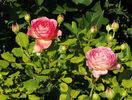Jubilee Celebration