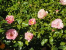 Sommerwind