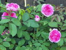 Gertrude Jekyll
