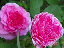 Gertrude Jekyll