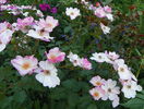 Rosy Cushion