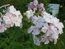 phlox All in one