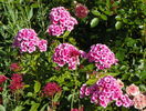 phlox Babyface