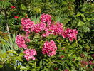 phlox Magical Dream