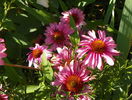 4 aug 044