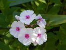 4 aug 059