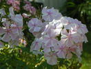 phlox All in one