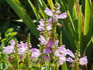 physostegia rosea