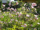 4 aug 096
