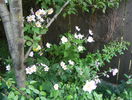 5 aug 005