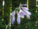 5 aug 007