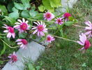 5 aug 032