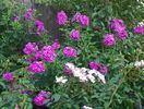 5 aug 034