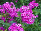 5 aug 035