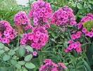 5 aug 042