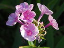 5 aug 043