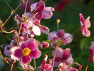 5 aug 050