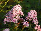 5 aug 052