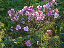 5 aug 056