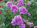 5 aug 061
