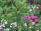 5 aug 065