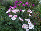 5 aug 066
