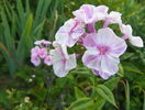 5 aug 068