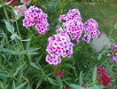 5 aug 074