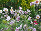 5 aug 083