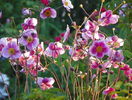 5 aug 084
