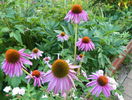 5 aug 089