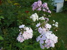 5 aug 091