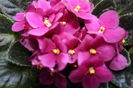 IMG_5644 - Copy