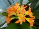 clivia potocalie