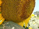 P8010141