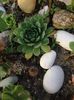 Sempervivum