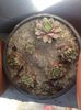 Sempervivum