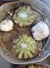 Sempervivum