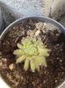 Sempervivum