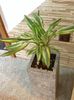Dracena
