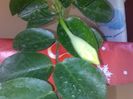 dipladenia galbena