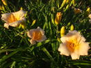DSCF7880