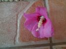 IMG_20150729_092558