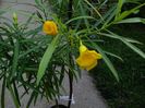 IMG_20150804_072526