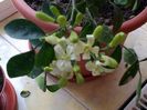 IMG_20150804_071456